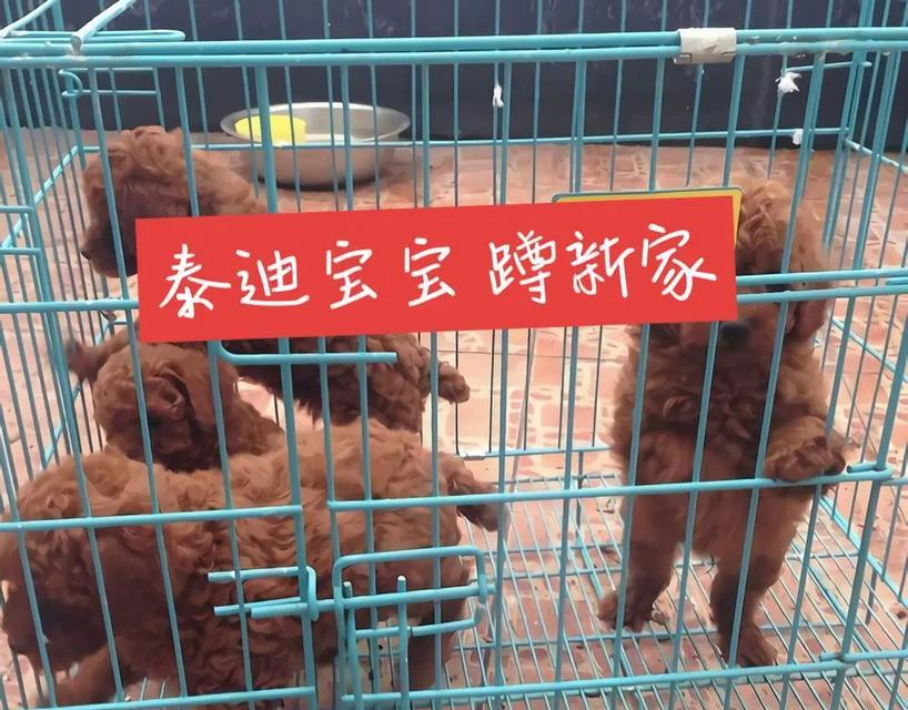 如何准确判断纯种泰迪的外貌特征？（通过外观特征判断泰迪的纯种性）