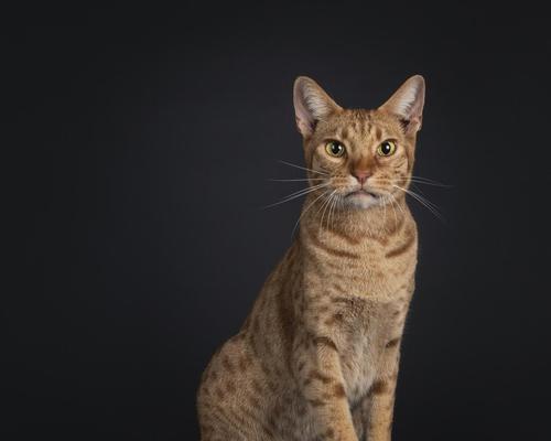探索世界猫的多样品种（揭秘外国猫的丰富多彩品种，了解它们的特点与魅力）