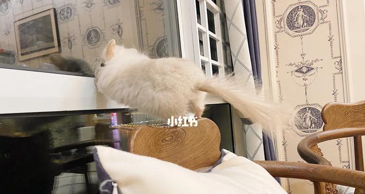 龙猫的消化过程与排泄时间（揭秘龙猫食物从入口到出口的奥秘）