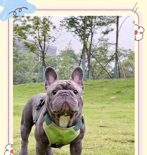 斗牛犬疫苗接种频率及重要性（探索斗牛犬疫苗接种的最佳时间和注意事项）
