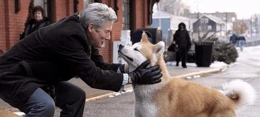 犬配犬（了解狗狗生育周期和配种时间安排）
