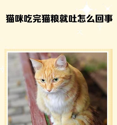 探究猫咪吃了吐吐了吃又吐的原因（解析猫咪进食和消化系统的异常现象）