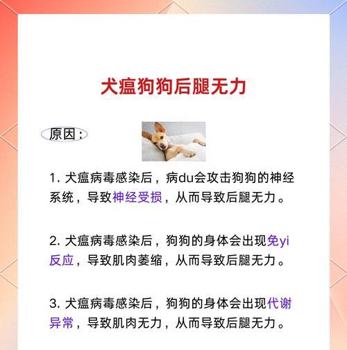 犬瘟排毒期（犬瘟排毒周期、关键阶段以及有效预防措施）