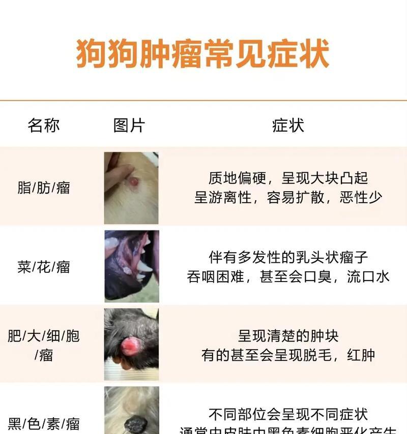 狗狗乳房瘤症状（早期发现关键，全面了解症状帮助预防）