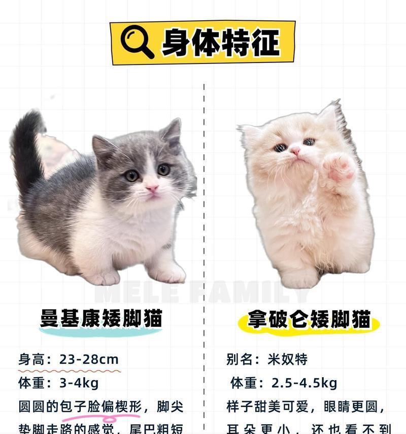 猫的品种及价格一览（探索猫咪世界中的多样性与价值）