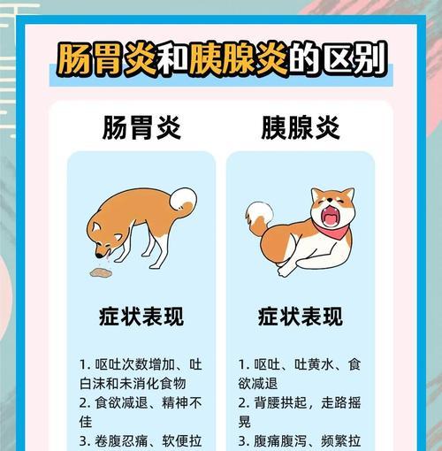 狗狗肠炎初期症状全解析（了解狗狗肠炎早期症状，及时保护它们的健康）