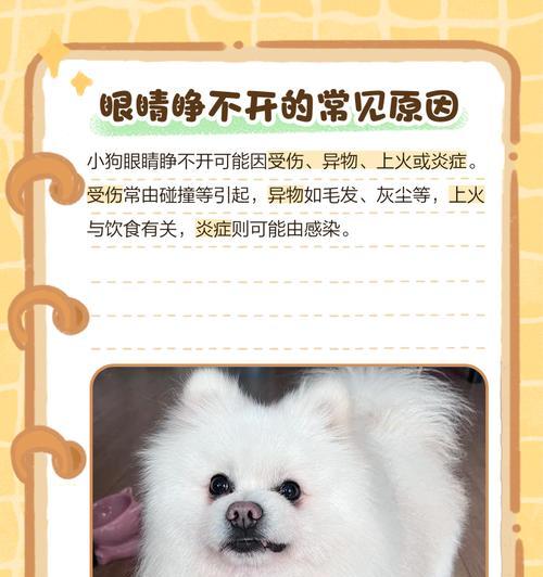 新生狗狗的眼睛何时睁开？（了解狗狗睁眼的注意事项及关键时期）