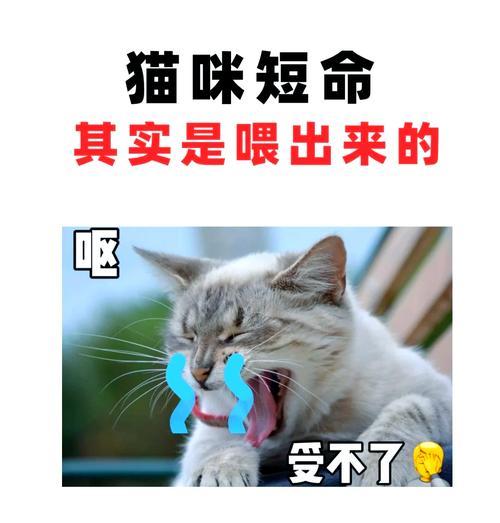 猫咪吃了巧克力后的时间表（了解猫咪食用巧克力后的反应及处理方法）