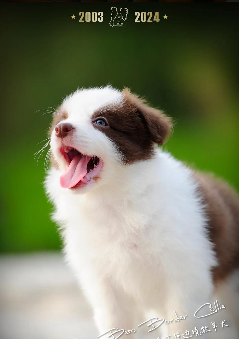边境牧羊犬的价格及性格特点（了解边境牧羊犬）