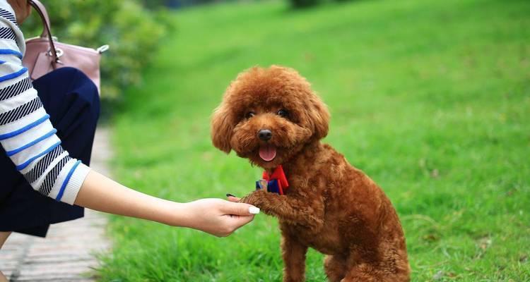 五种小型犬，寿命很长，你养过吗？（探索公认好养的小型犬种类及其长寿秘诀）