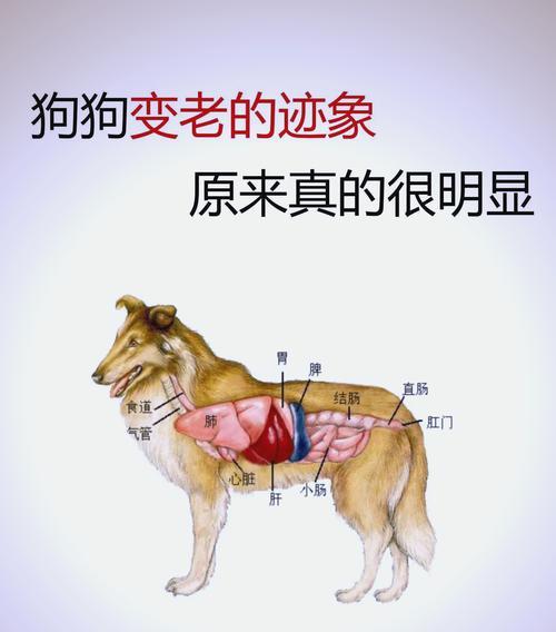 小狗的分娩过程（探索小狗的孕育奇迹，了解产道的奥秘）