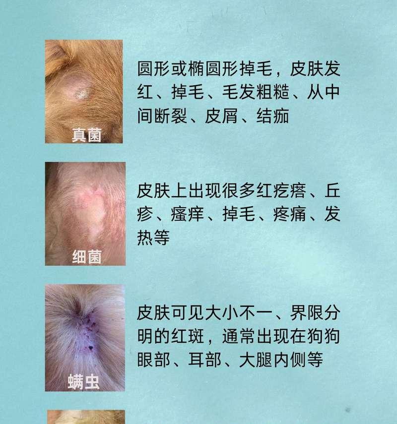 小狗皮肤病（揭秘小狗常见的皮肤病及其防治措施）