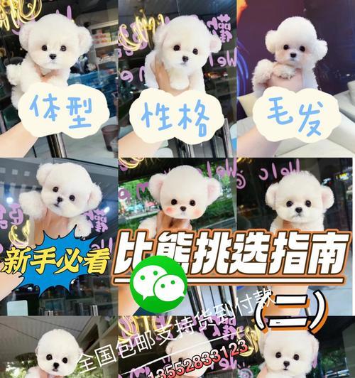 比熊毛卷起来需要多长时间？（探究比熊毛卷曲特征及成长周期）