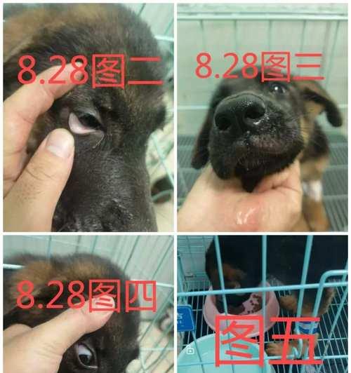 狗狗冠状病毒治疗（狗冠状病毒治愈的时间和策略探讨）