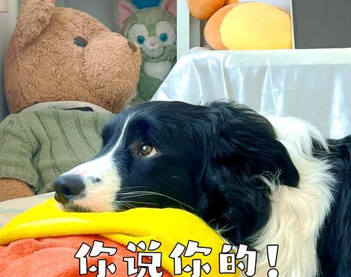 养一只狗狗的费用有多高？（解析养狗所需的经济支出及其影响因素）