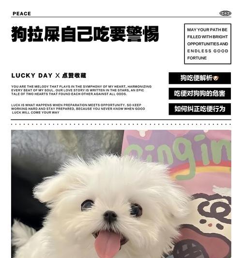 揭秘狗狗消化系统（探寻狗狗肠道消化速度，了解你的毛孩的健康情况）