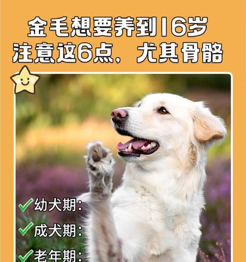 养金毛的注意事项（为你的金毛宝贝提供健康快乐的成长环境）