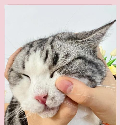 如何快速治疗猫咪的猫癣？（有效控制猫癣的步骤与方法）