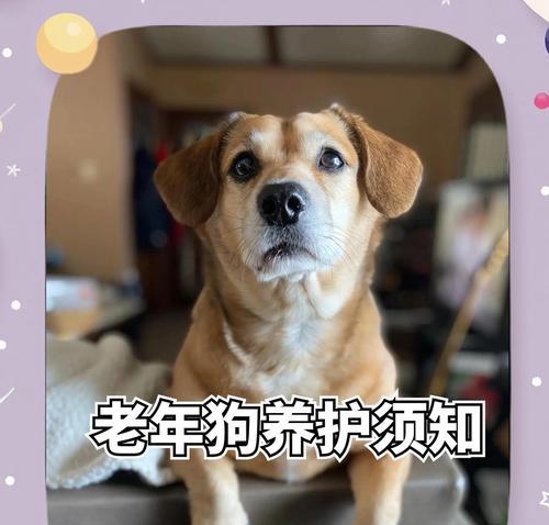 新生幼犬的喂养和照顾指南（宝宝狗宝宝的成长秘籍，帮你顺利照料新生幼犬）
