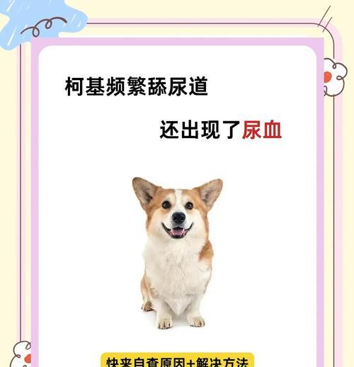 柯基犬吃太多，大便频率增加的原因和处理方法（柯基犬饮食控制的重要性及可能导致大便增多的原因）