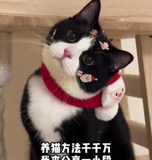 猫咪的饮食禁忌（保护猫咪健康的饮食选择）