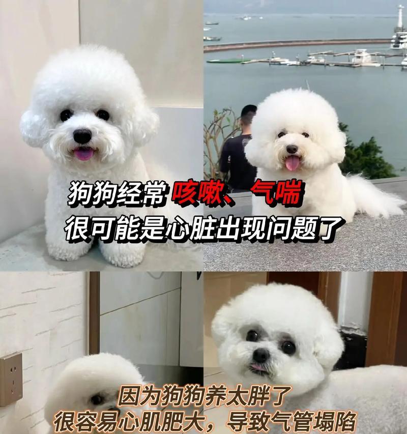 养泰迪犬的饮食需要注意什么？（合理搭配营养，确保泰迪犬健康成长）