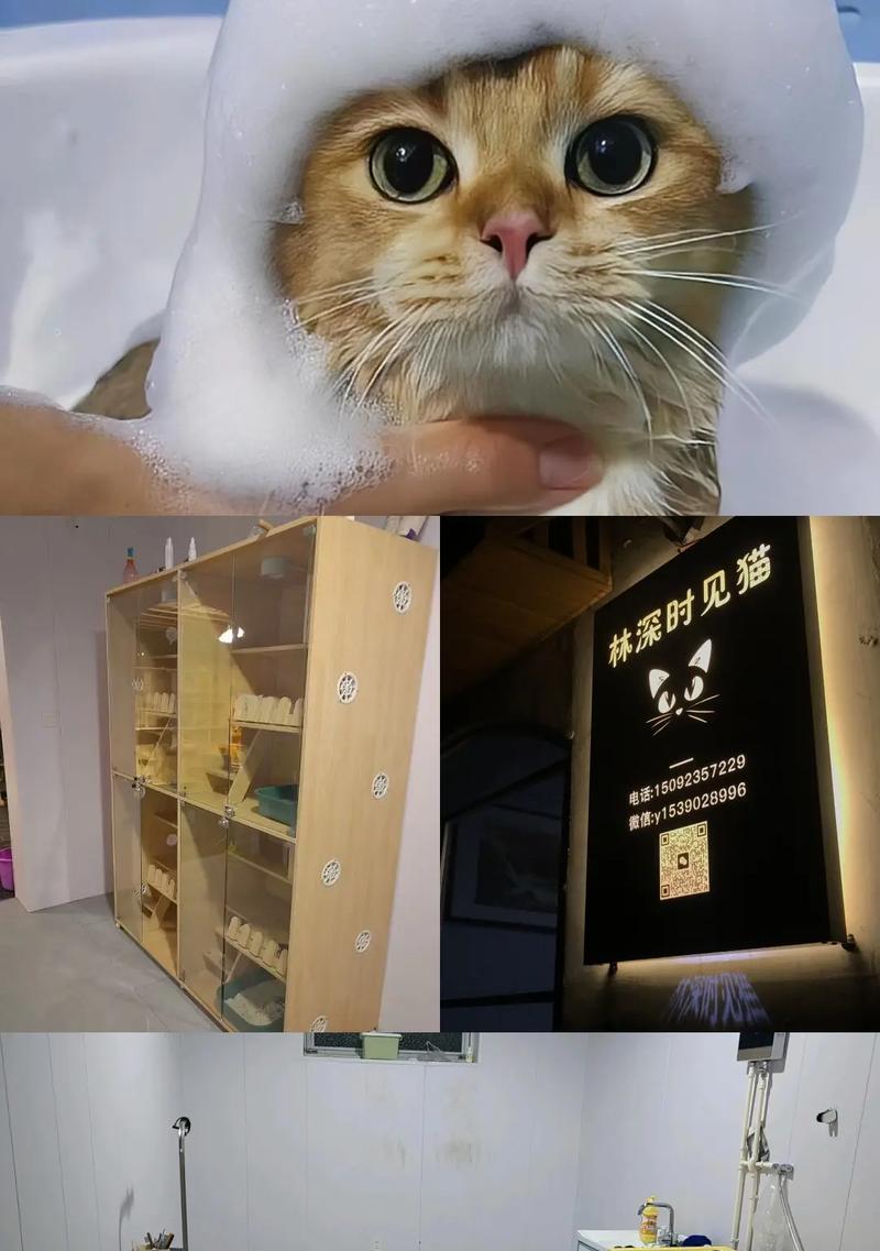 短毛猫洗澡频率的科学指导（了解适合你家短毛猫的洗澡时间和方法，）