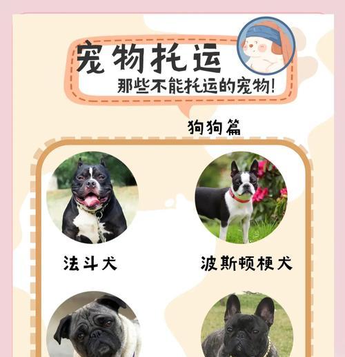 从出发到抵达（了解空运狗狗的时间表及注意事项）