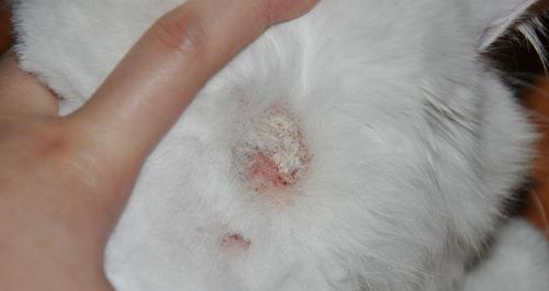 揭秘宠物猫的常见病症（从鼻涕到腹泻，解密宠物猫的健康隐患）