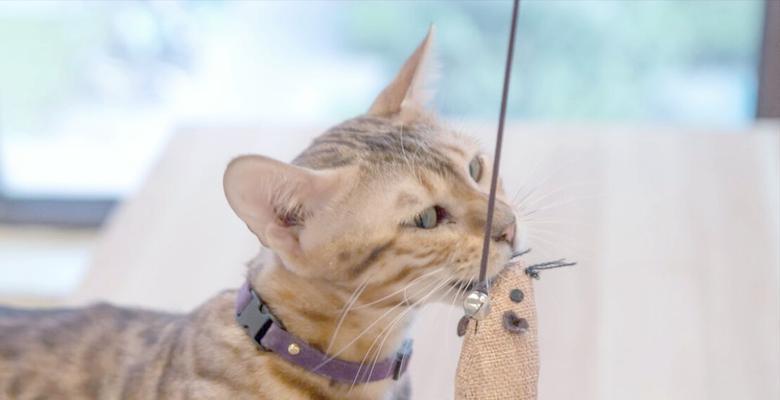 如何科学喂养孟加拉豹猫？（饮食要注意的关键）