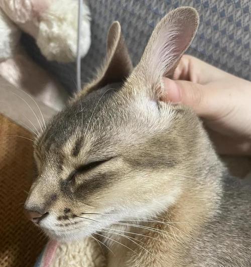 母猫月经及流血问题的原因与处理方法（探究母猫月经现象，解决流血问题，）