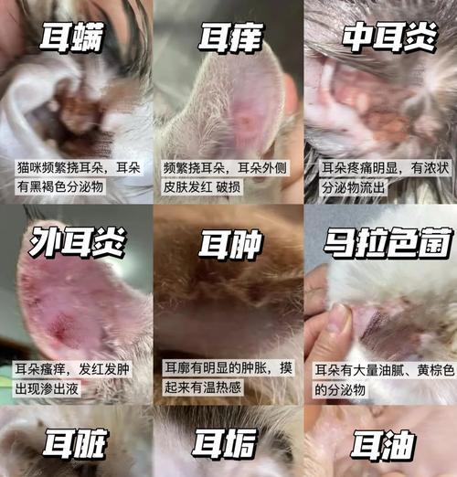 猫咪耳朵的清洁与保养（多久清洁一次最合适？）