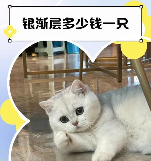 探讨银渐层的价格走势与市场趋势（银渐层的价格变化与消费者购买意愿的关系）