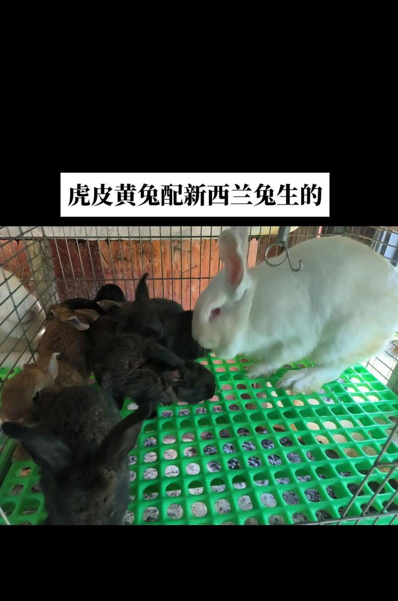 公兔配种的最佳时机与注意事项（公兔配种的周期和要点）