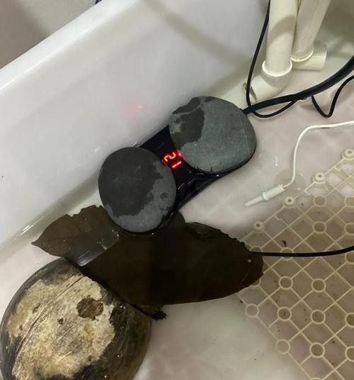 乌龟四时温度规律解析（探索乌龟生活中的温度变化及其对身体的影响）