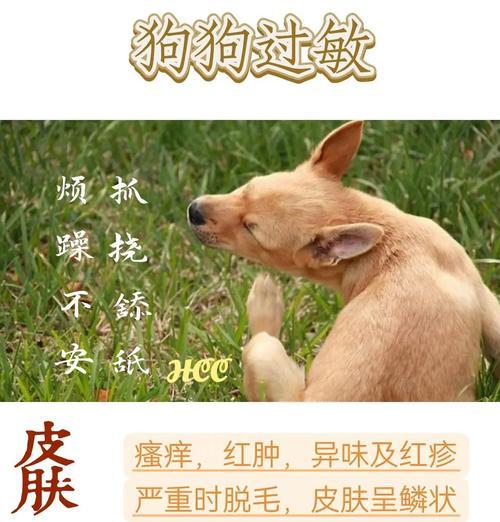狗狗过敏的症状及处理方法（了解狗狗过敏引起的症状，让它们过上健康的生活）