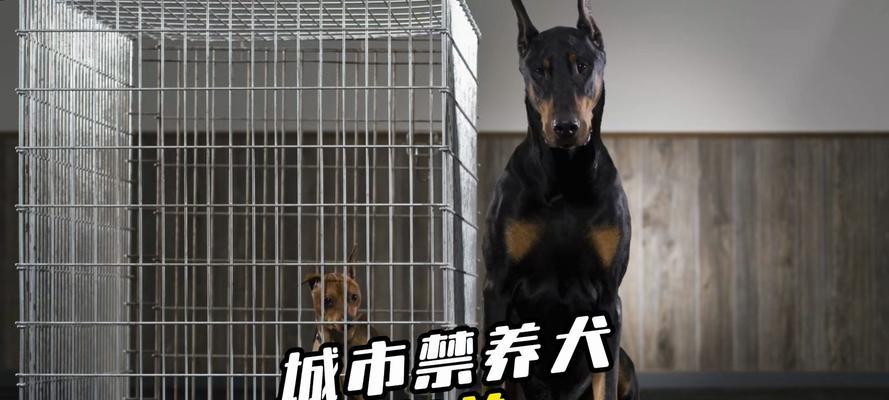 城市中禁止养犬的争议与影响（探讨城市禁养犬政策的实施与后果）