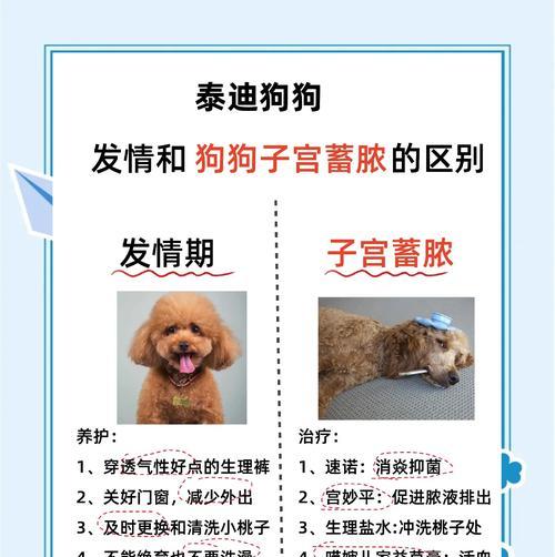 泰迪反肠的康复时长及注意事项（泰迪腹泻康复时间预测与护理建议）