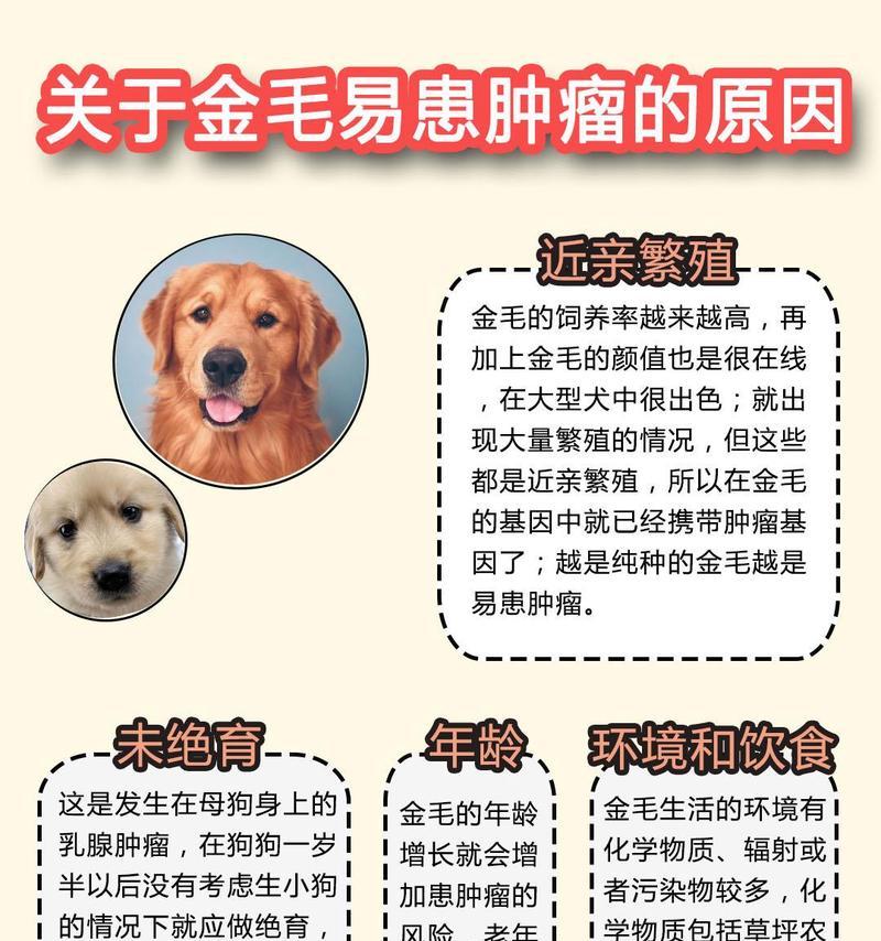 如何正确喂养小金毛？