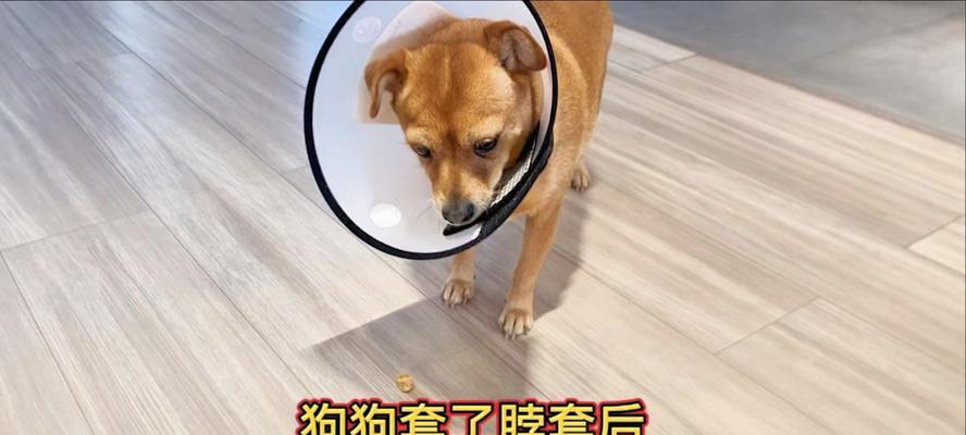 狗狗的饮食分量怎么掌握？（了解适量喂养，宠物健康保障）