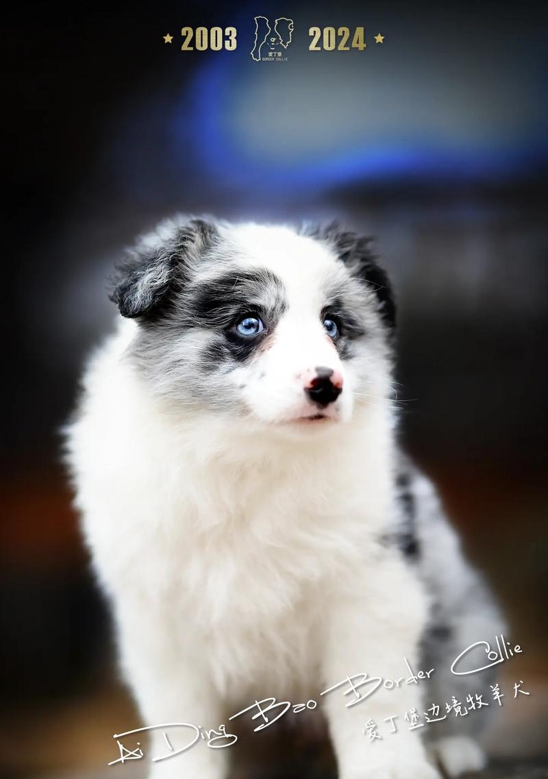 边境牧羊犬的优点及饲养建议（全面了解边牧，选择与饲养的关键）
