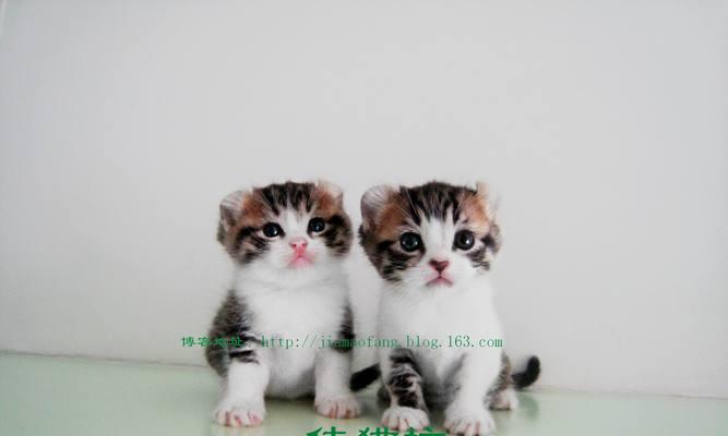 卷耳猫的魅力（探寻美国卷耳猫的六大优点）