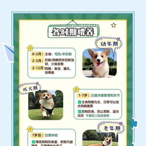 柯基的繁殖周期与生小狗时间（探究柯基犬生育能力的时间周期及相关因素）