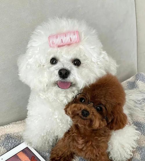 泰迪犬的成年时期到底需要多长时间？（从幼犬到成年泰迪）