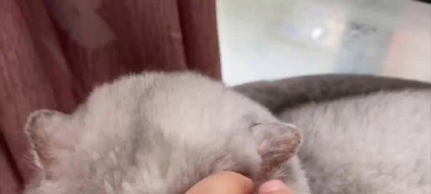 揭秘猫咪频繁掉毛的原因（了解猫咪掉毛的因素，让你的宠物健康又美丽）