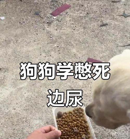 小狗能憋尿多久？（揭秘小狗憋尿的时间限制及注意事项）