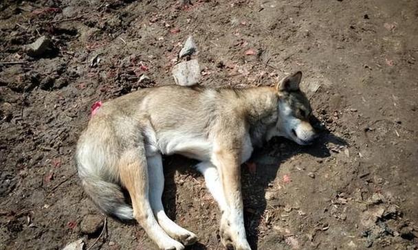 狗狗死后多久变冷（探寻宠物逝世后的温度变化以及如何为宠物保留温暖回忆）