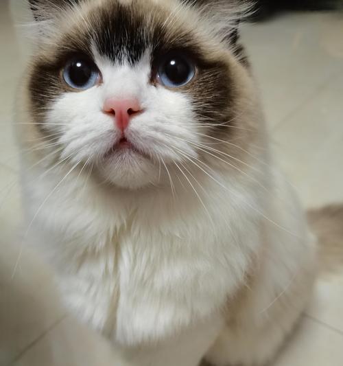 和解与理解（以友善为桥梁，猫之间敌意的化解过程）