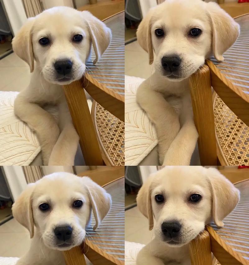 拉布拉多犬的繁殖周期及关键因素（探索拉布拉多犬一窝狗狗的平均间隔、数量和影响因素）