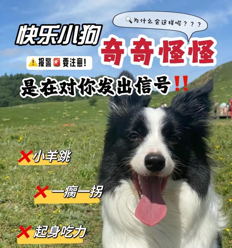 小狗狗害怕这些东西！铲屎官一定要注意！（小狗狗心理需关注的恐惧源和应对方法）